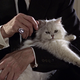 Illustration for article titled The Ultimate Guide to Evil Cats in Science Fiction and Fantasy